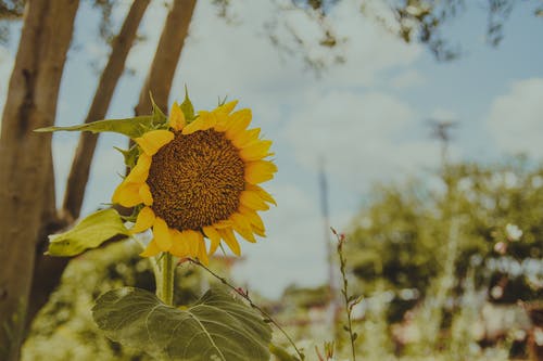 黄色向日葵的选择性焦点照片 · 免费素材图片