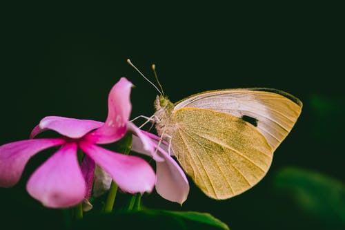 有关微距攝影, 花, 花瓣的免费素材图片