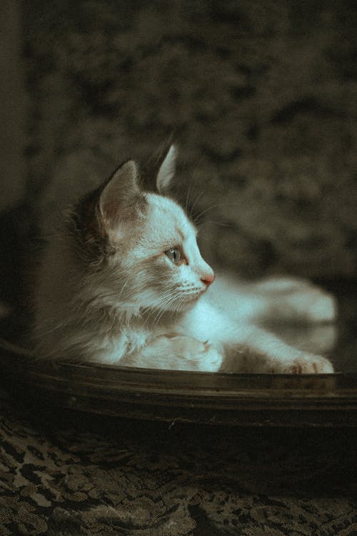 有关可愛, 可愛的, 垂直拍摄的免费素材图片