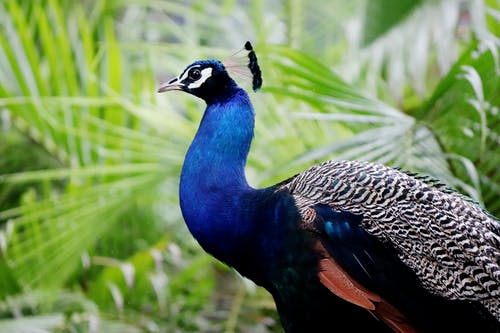 有关動物, 動物園, 動物攝影的免费素材图片