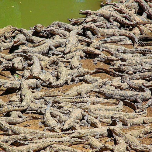 有关動物養殖, 堆, 水的免费素材图片