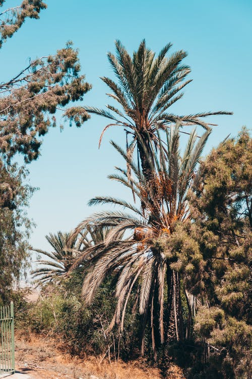 有关垂直拍摄, 天性, 棕櫚樹的免费素材图片