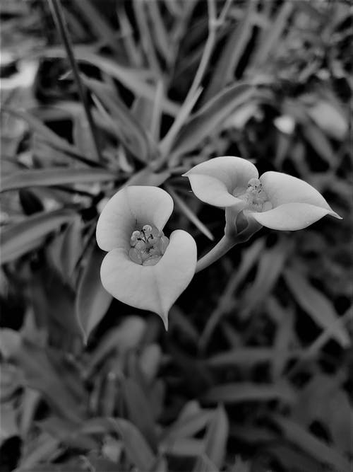 有关單色, 垂直拍摄, 增長的免费素材图片