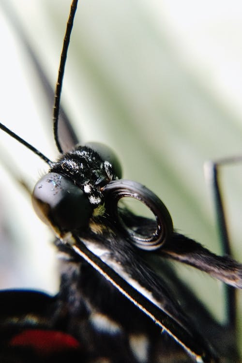 有关天線, 微距攝影, 昆蟲的免费素材图片