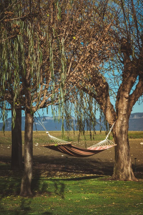 有关公園, 分支機構, 吊床的免费素材图片