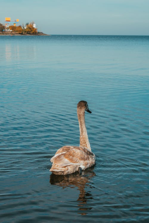 有关垂直拍摄, 天鵝, 水禽的免费素材图片
