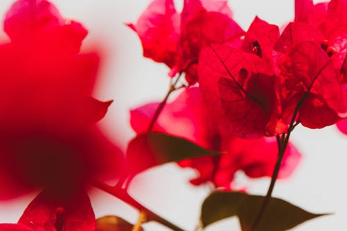 有关九重葛, 宏觀, 微妙的免费素材图片