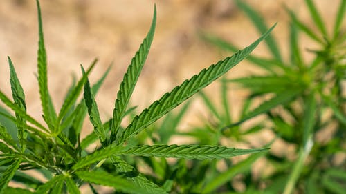 有关增長, 大麻文化, 大麻种植的免费素材图片