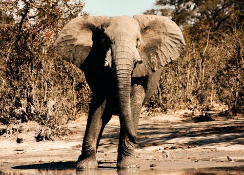 有关動物, 動物攝影, 哺乳動物的免费素材图片