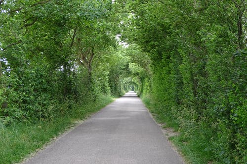 有关僵化的, 分支機構, 博斯维格的免费素材图片