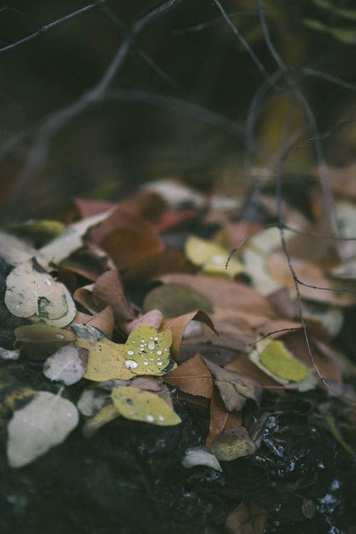 有关乾的, 地面, 垂直拍摄的免费素材图片