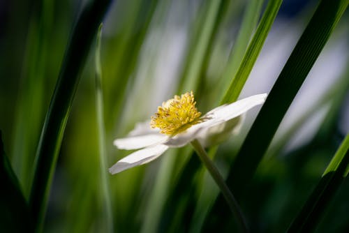 有关宏觀, 微妙, 植物群的免费素材图片