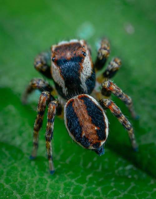 有关動物攝影, 垂直拍摄, 微距攝影的免费素材图片