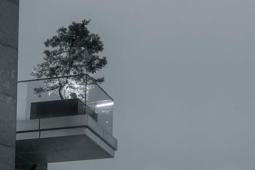 透明玻璃栅栏附近的树的灰度照片 · 免费素材图片