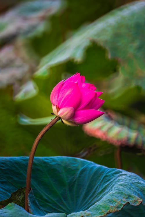 有关垂直拍摄, 增長, 天性的免费素材图片