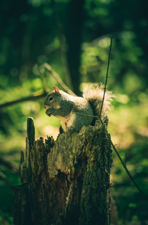 有关動物, 動物攝影, 囓齒動物的免费素材图片