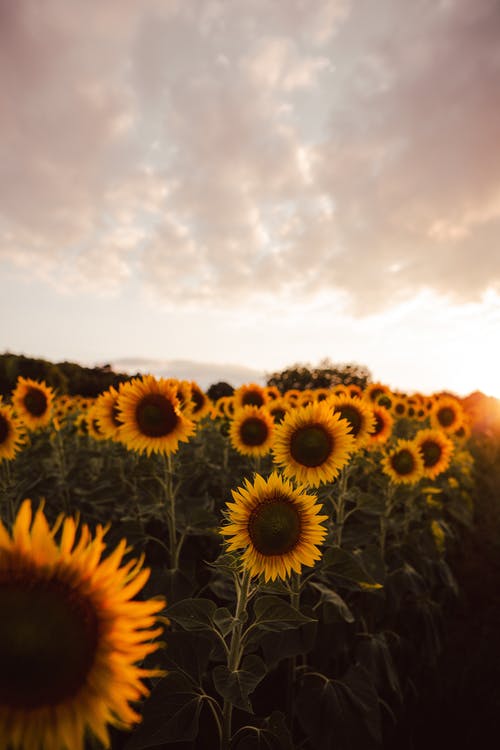 有关向日葵, 向日葵壁纸, 垂直拍摄的免费素材图片