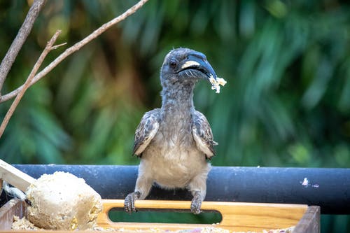 有关吃, 特写, 犀鳥的免费素材图片
