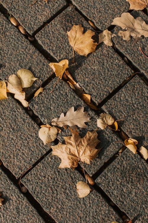 有关地面, 垂直拍摄, 枯葉的免费素材图片