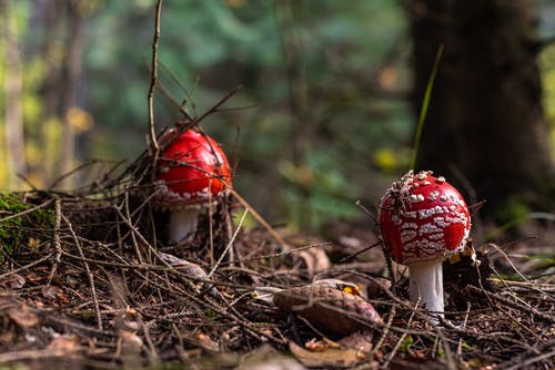 有关地面, 天性, 季節的免费素材图片