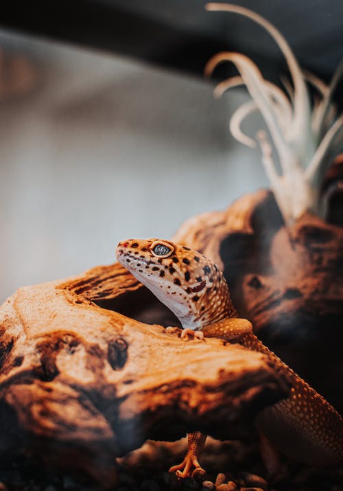 有关動物, 動物攝影, 垂直拍摄的免费素材图片