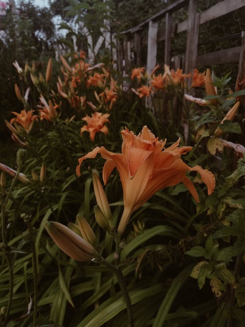 有关垂直拍摄, 天性, 戶外的免费素材图片