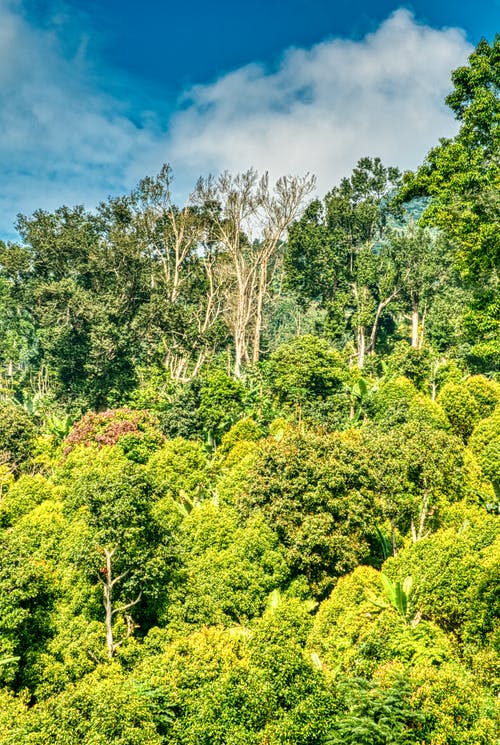 绿色森林树木的照片 · 免费素材图片