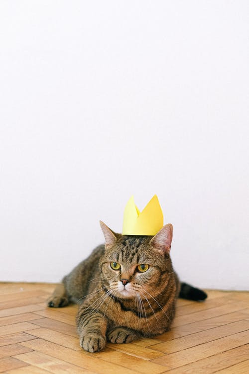 有关動物, 動物攝影, 寵物的免费素材图片