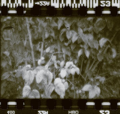 黑白花卉纺织 · 免费素材图片