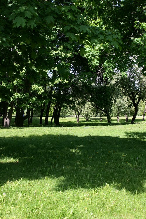 有关光, 公園, 冷靜的免费素材图片