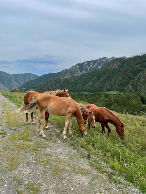 有关動物, 動物攝影, 吃草的免费素材图片