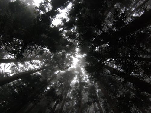 有关低角度拍攝, 原本, 森林的免费素材图片