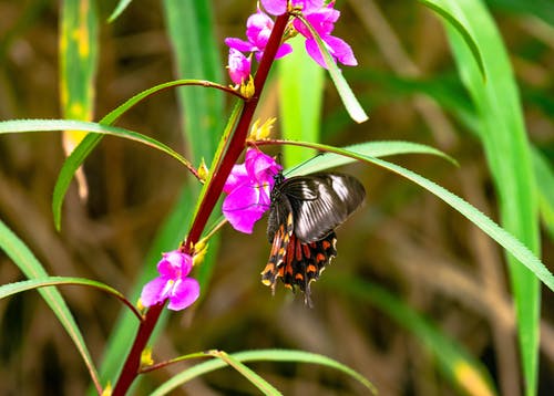 有关動物, 天性, 幹的免费素材图片