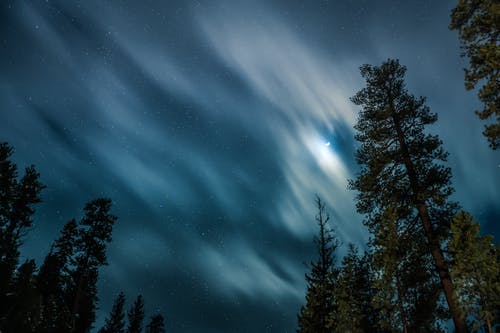 夜间树木的照片 · 免费素材图片
