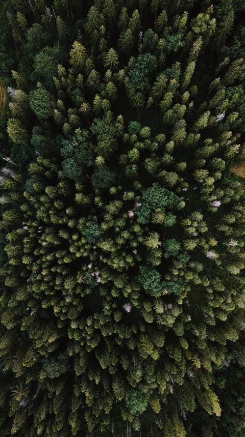 绿松树 · 免费素材图片