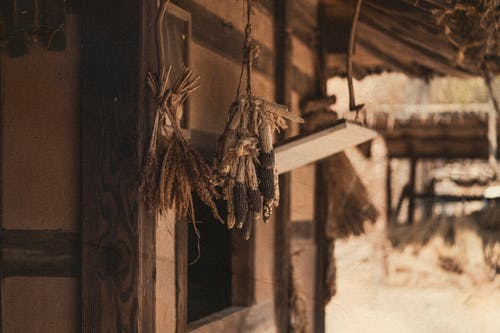 有关@户外, 乾燥, 小麥的免费素材图片