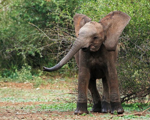 有关克鲁格国家公园, 動物, 南非的免费素材图片