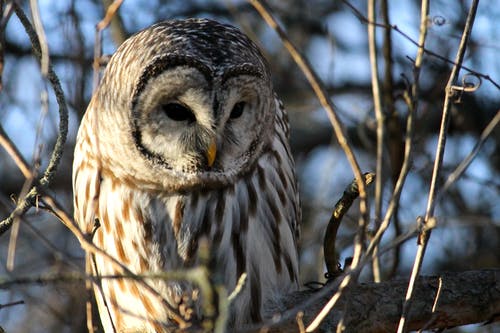 有关分支機構, 動物攝影, 棲息的免费素材图片