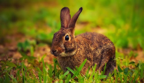 有关兔子, 動物攝影, 哺乳動物的免费素材图片