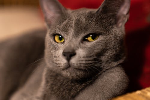 俄罗斯灰猫的特写镜头 · 免费素材图片