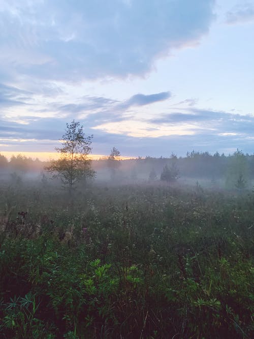 有关垂直拍摄, 天性, 戶外的免费素材图片