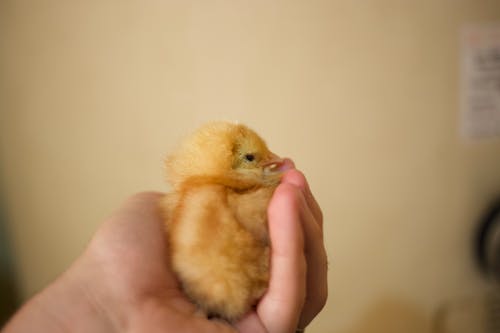 有关小雞, 握住, 模糊背景的免费素材图片