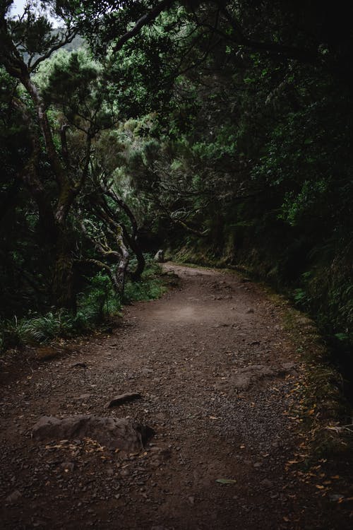 绿树之间的棕色土路 · 免费素材图片