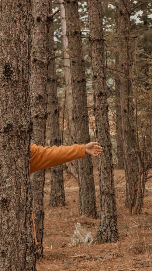 有关垂直拍摄, 天性, 戶外的免费素材图片