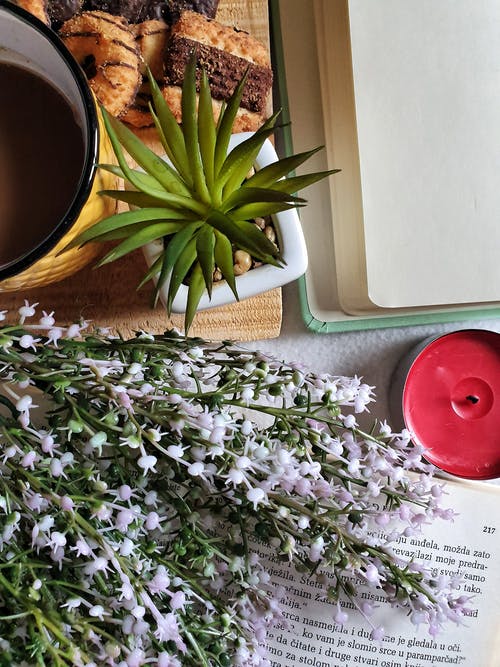 有关俯視圖, 室内植物, 打開的書的免费素材图片