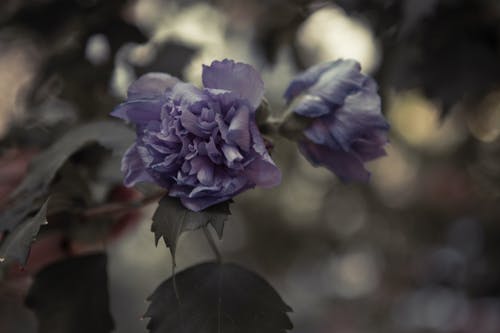 紫色的小花在转移镜头 · 免费素材图片