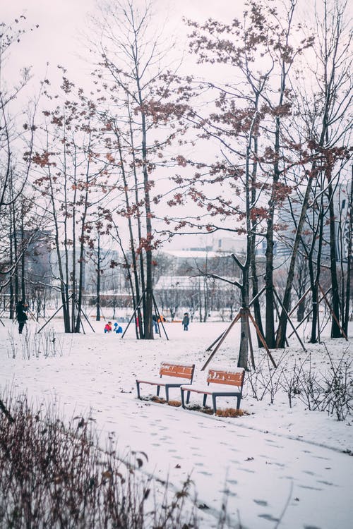 有关下雪的, 光秃秃的树木, 公園的免费素材图片