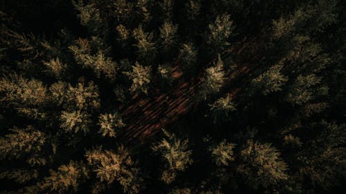 有关树冠, 森林, 樹木的免费素材图片
