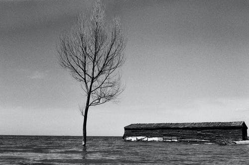 有关35毫米胶片, 光秃秃的, 叶儿的免费素材图片