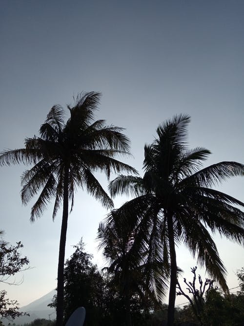 有关剪影, 垂直拍摄, 棕櫚樹的免费素材图片